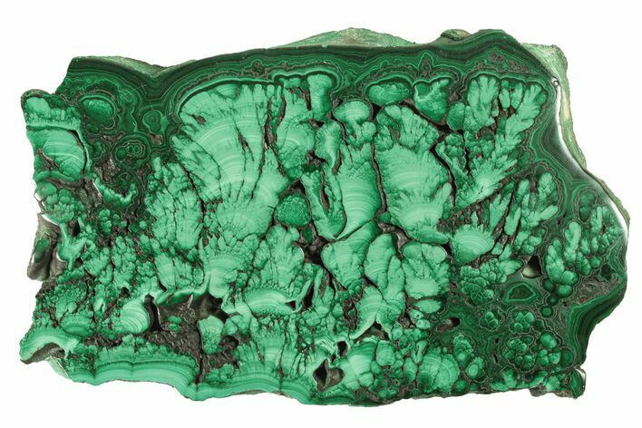 Flowery, Polished Malachite Slab - DR Congo #264838